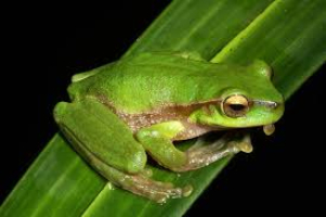 Wallum Acid Frogs: Tiny Hoppers Of Australia’s Coastal Wetlands