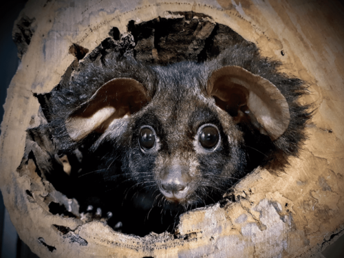 The Central Greater Glider: Australia’s Nocturnal Wallum Wonder